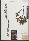 Foto von Salix phylicifolia L.